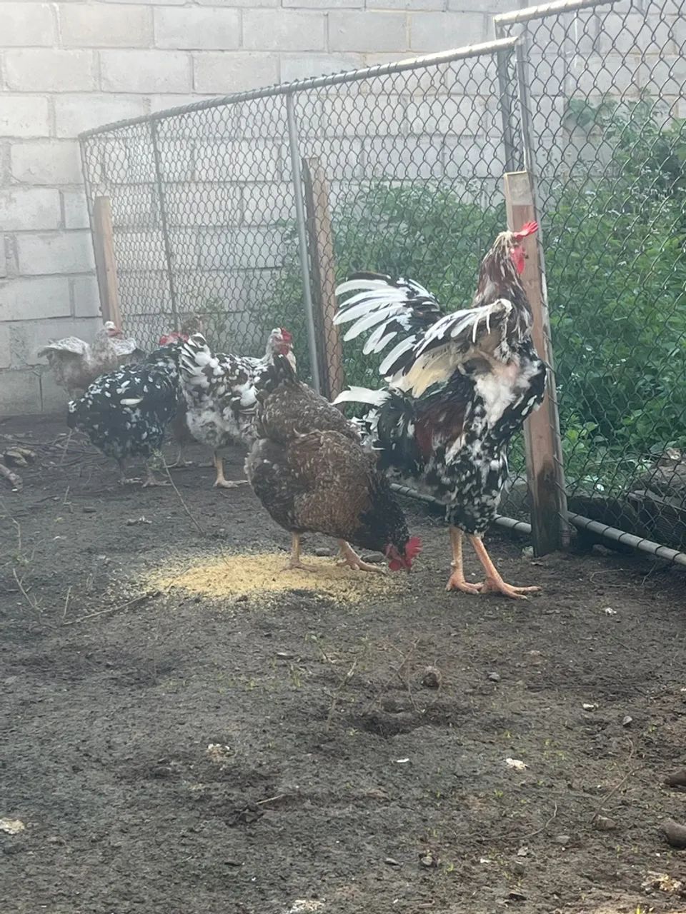 Gsb ovos galado  - Foto 3