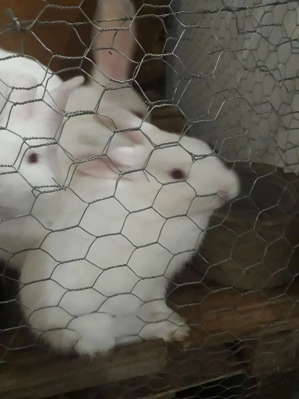 Coelhos brancos fofinhos para venda - Foto 3