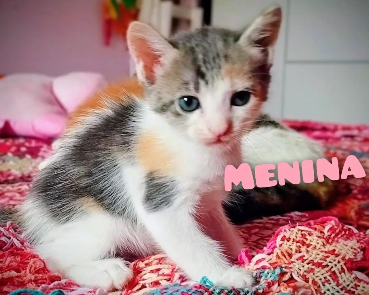 Doação gatos filhotes ? - Foto 2