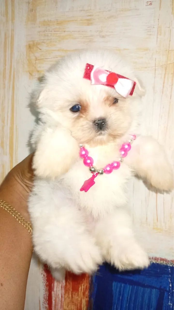 Filhotes de Maltês - Pequenos, Dóceis e Carinhosos