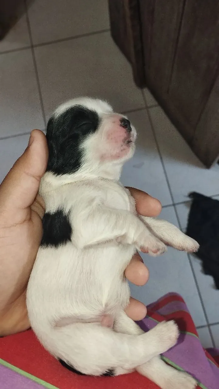 Filhote de cachorro - Branco com manchas pretas
