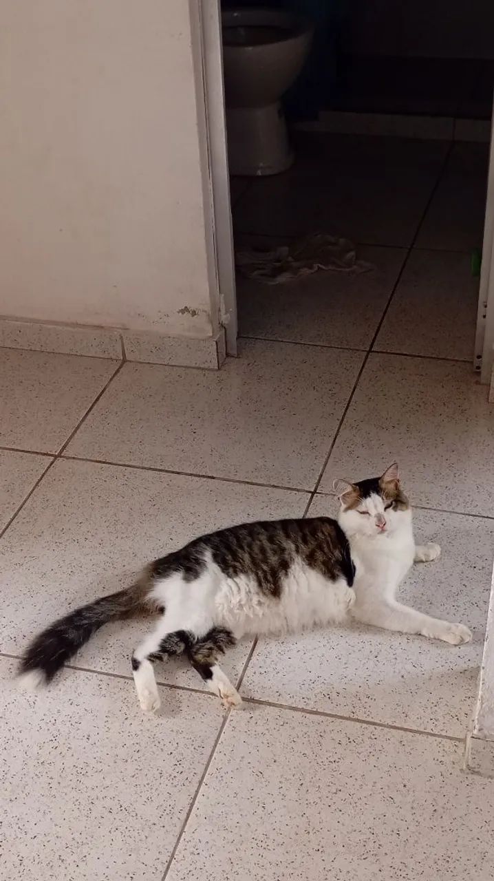 Gato branco e cinza para adoção castrado - Foto 3