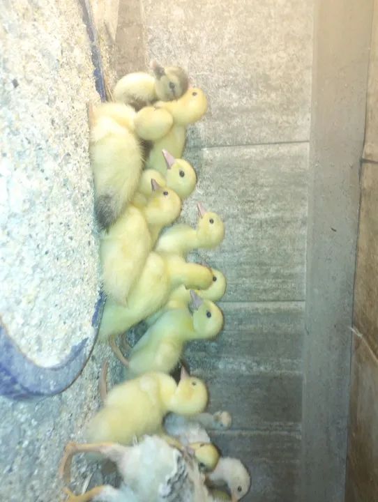 Filhotes de Patos Gigante Alemão  - Foto 5