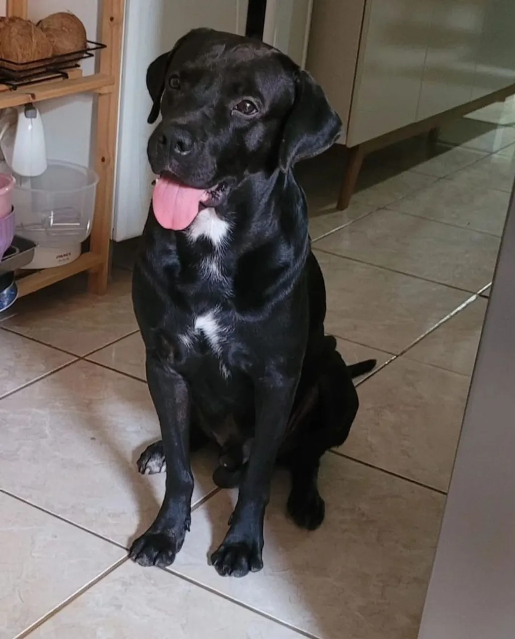 Cachorro pra adoção.