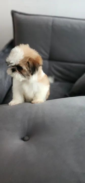 Shitzu macho - Foto 2