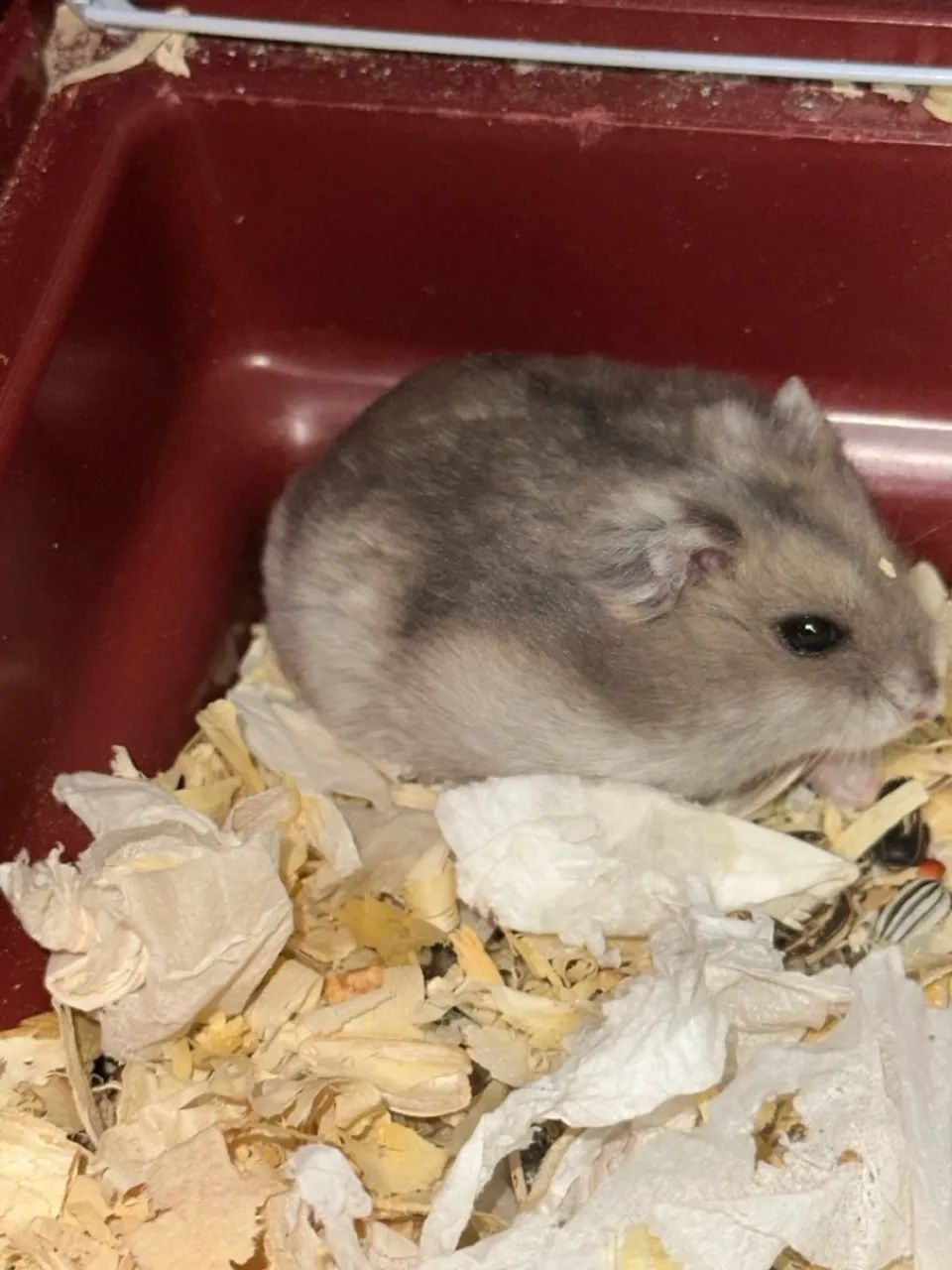 Hamster  - Foto 2