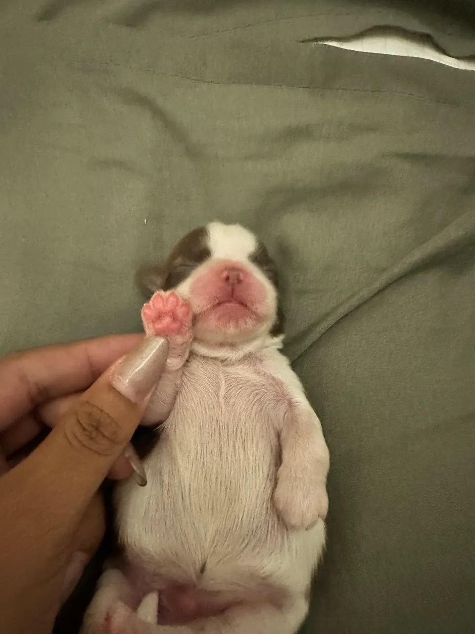 Filhotes de shihtzu - Foto 3