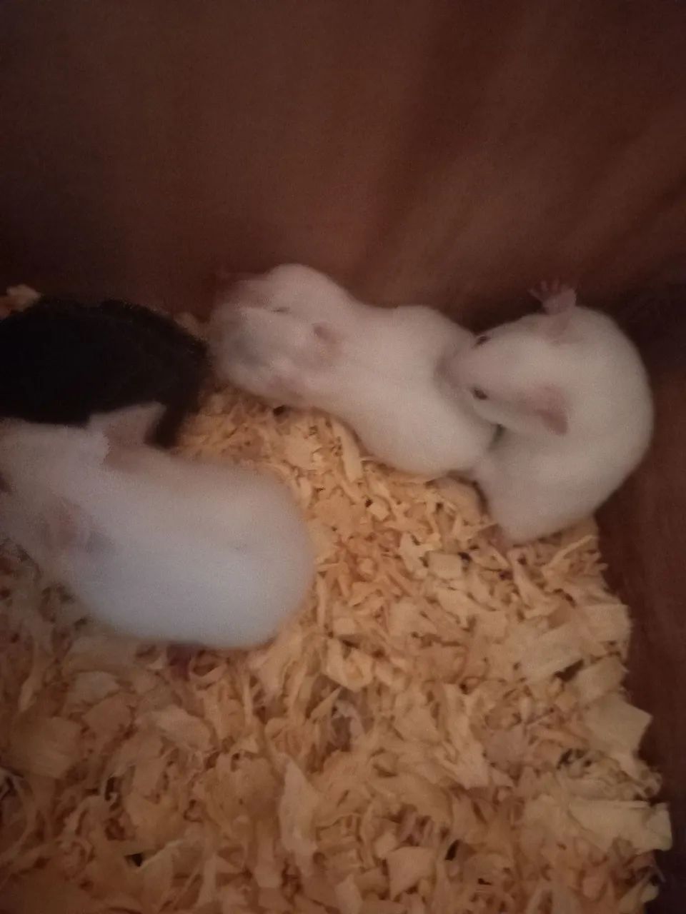 Hamster 430234112465971201