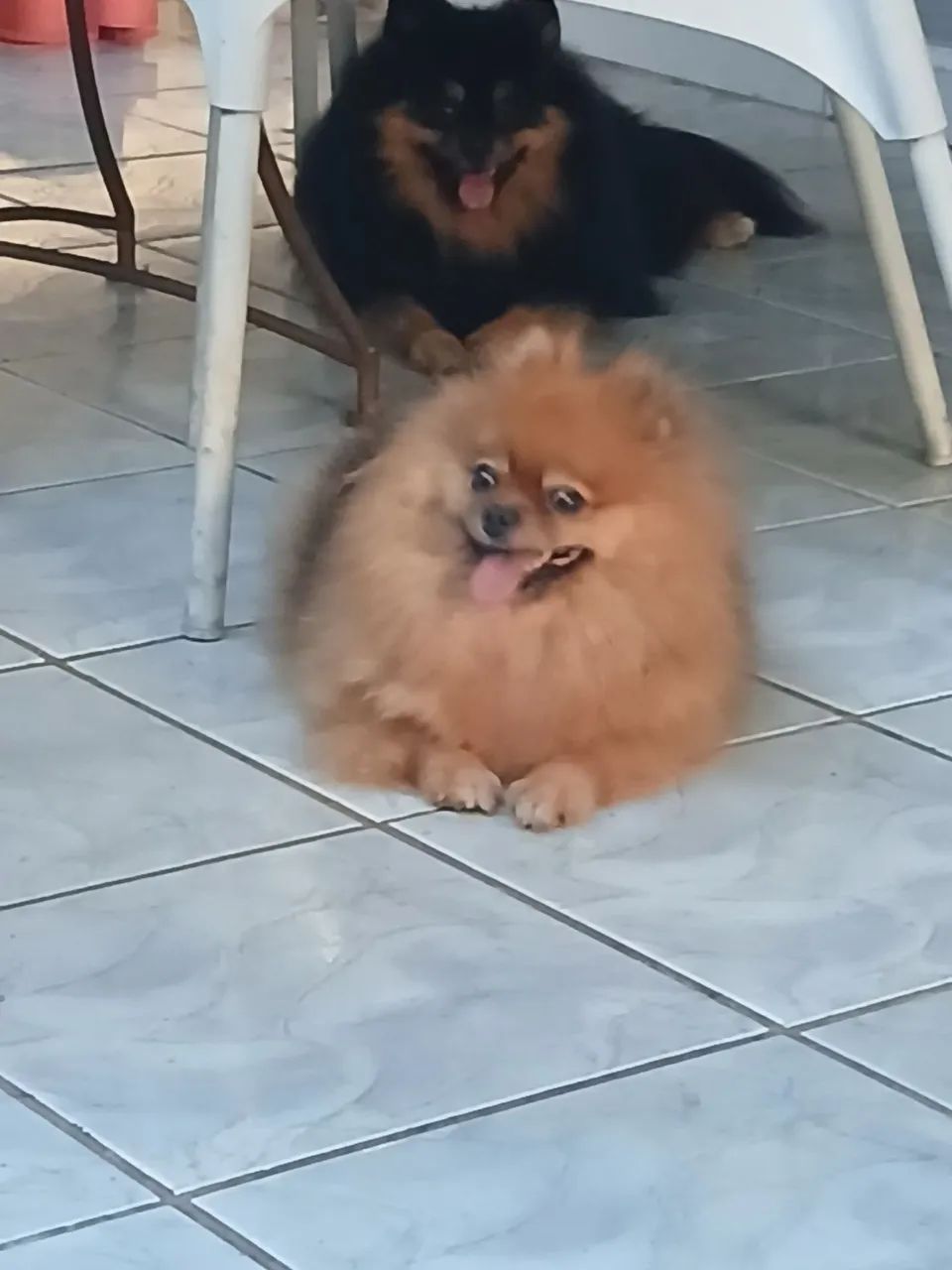 Vendo macho Spitz 4meses - Foto 5