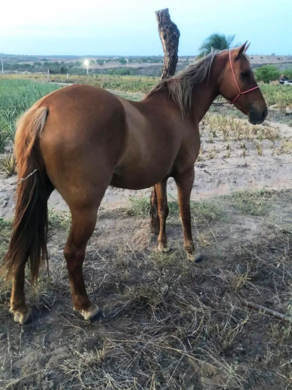 Egua quarto de milha mestiça mechida na esteira 