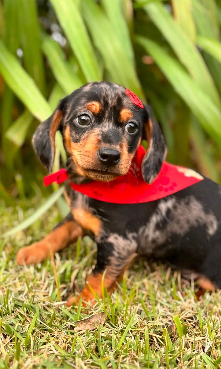 Dachshund Filhotes Linguicinha - Foto 2