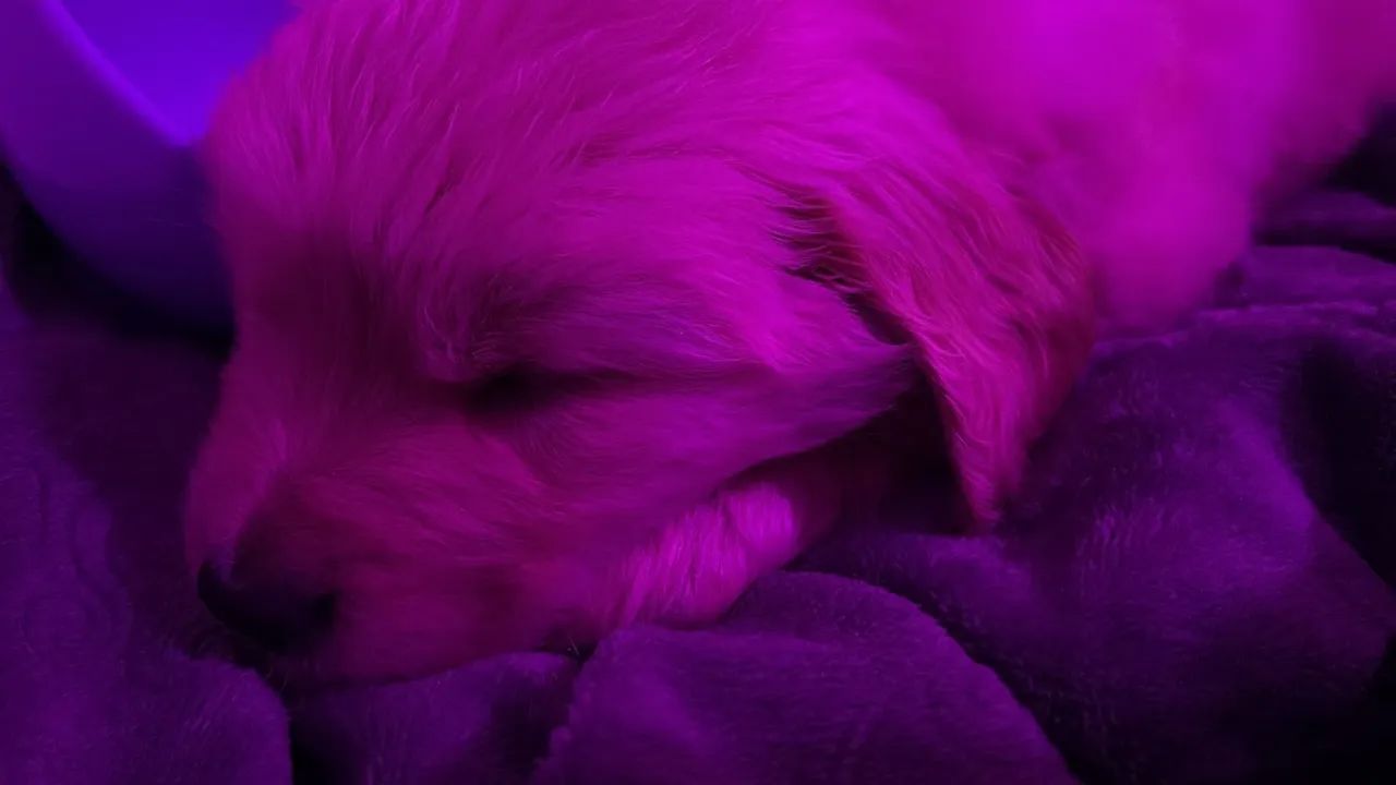 Cachorro - Foto 5
