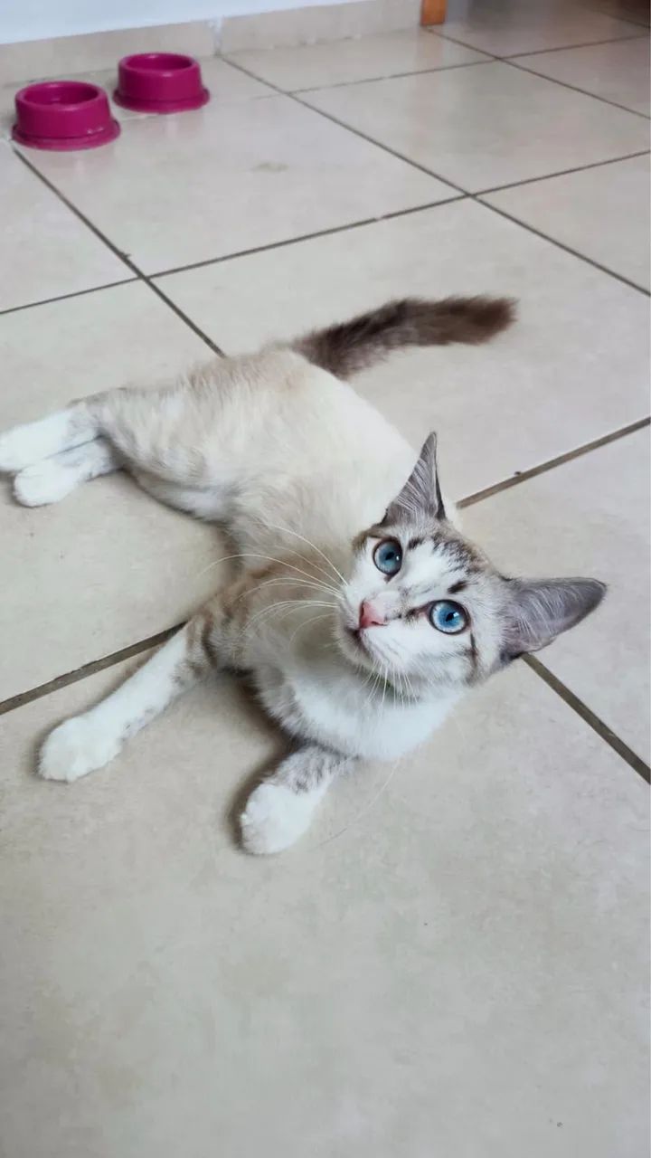 Doa-se essa gatinha de 8 meses.  - Foto 2