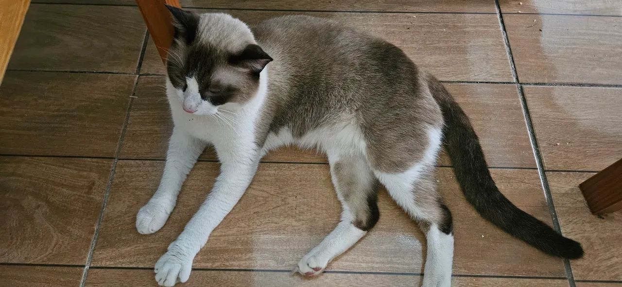 Doação gato  - Foto 6