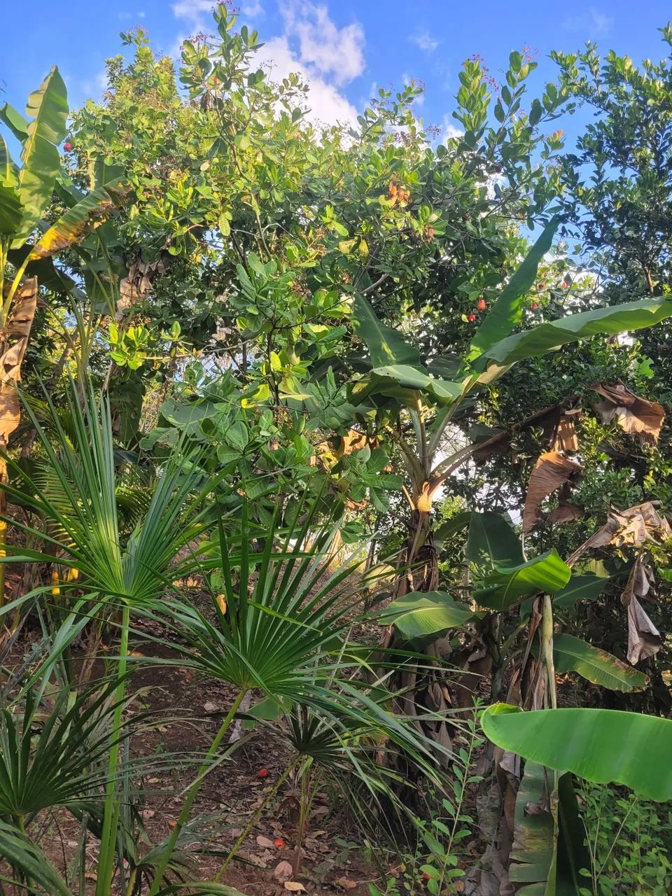 Vende chácara  - Foto 4