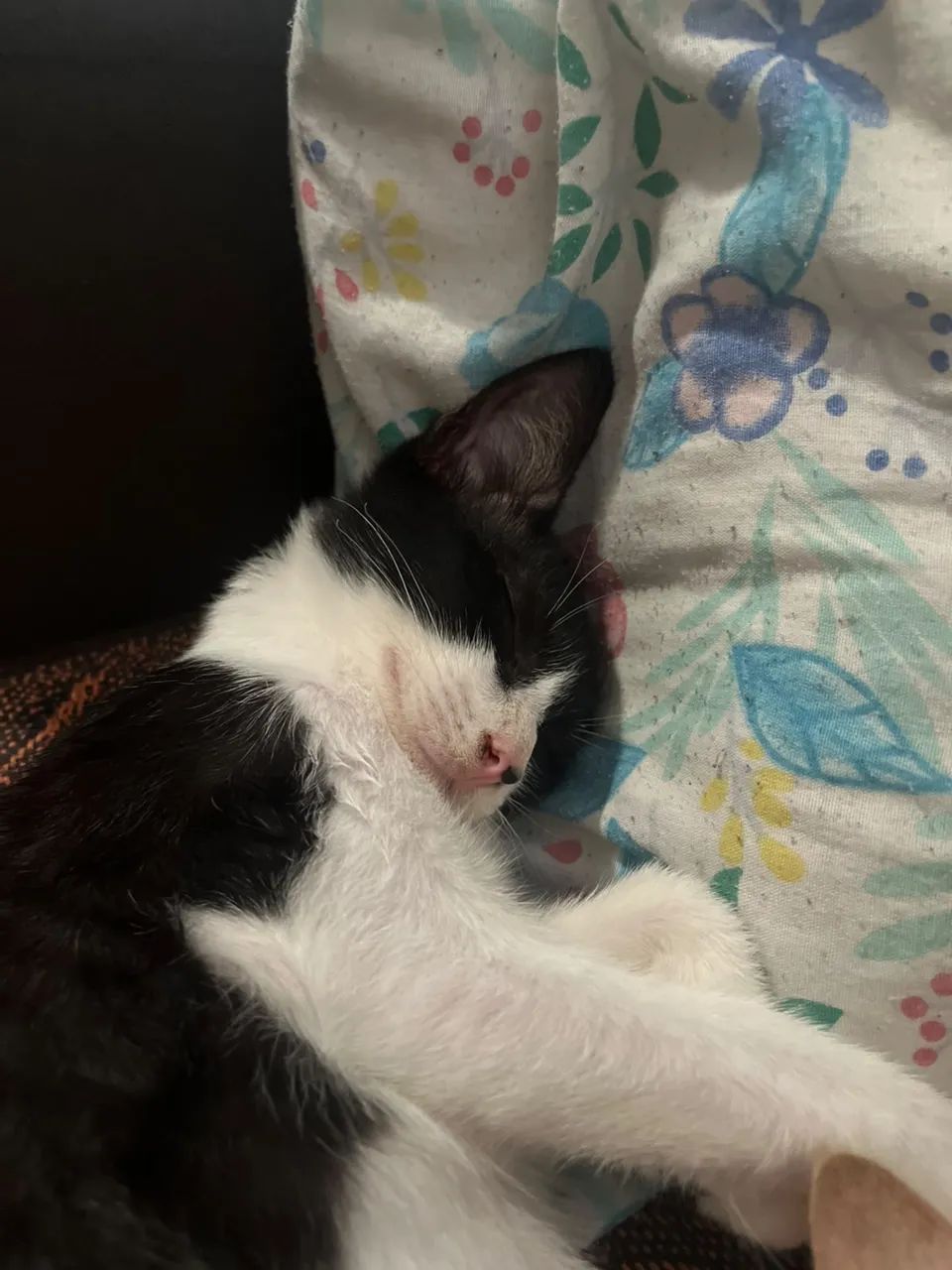 Gato macho para adoção 