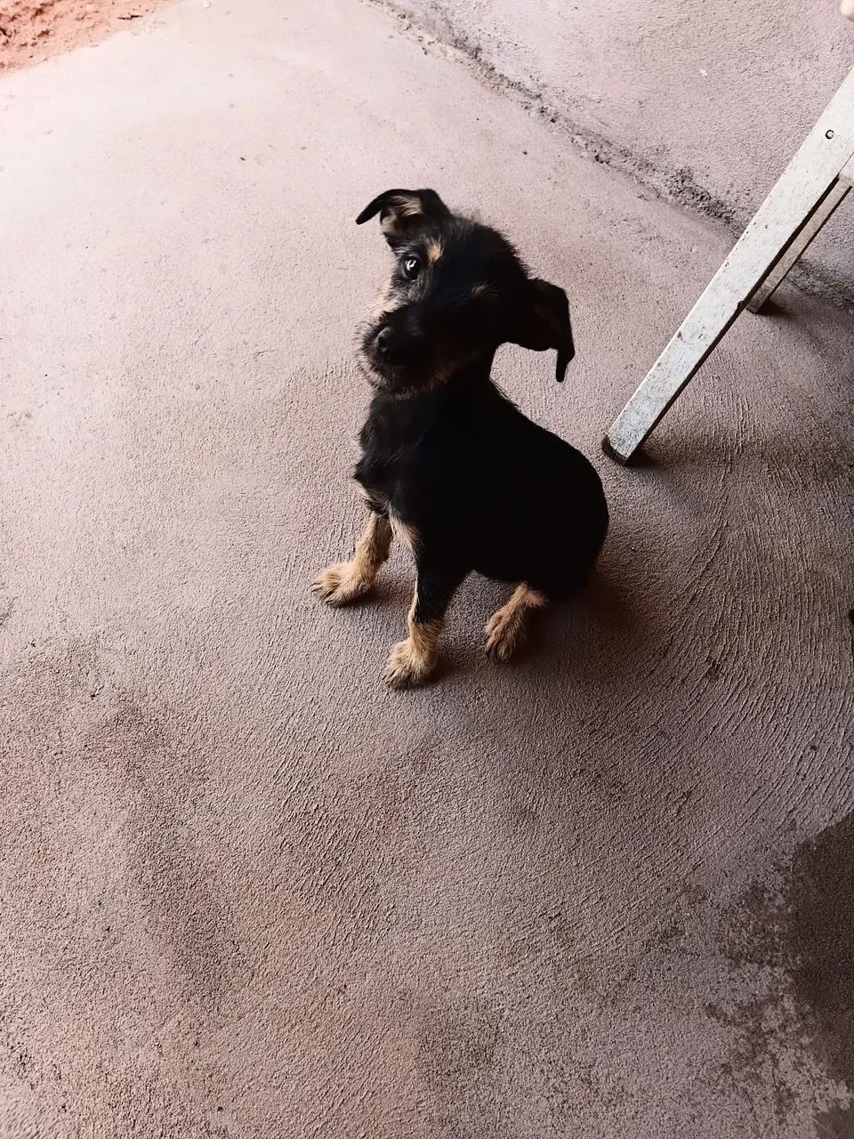 Doação de cachorro - Foto 2