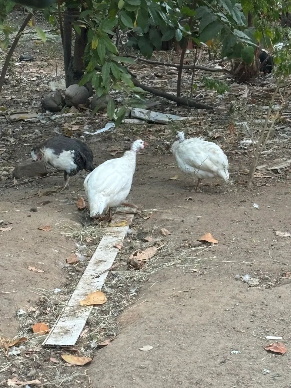 Casal de capote branco  - Foto 2