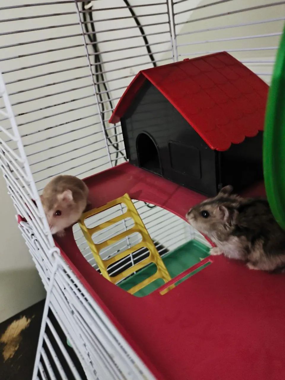Hamster + casinha !