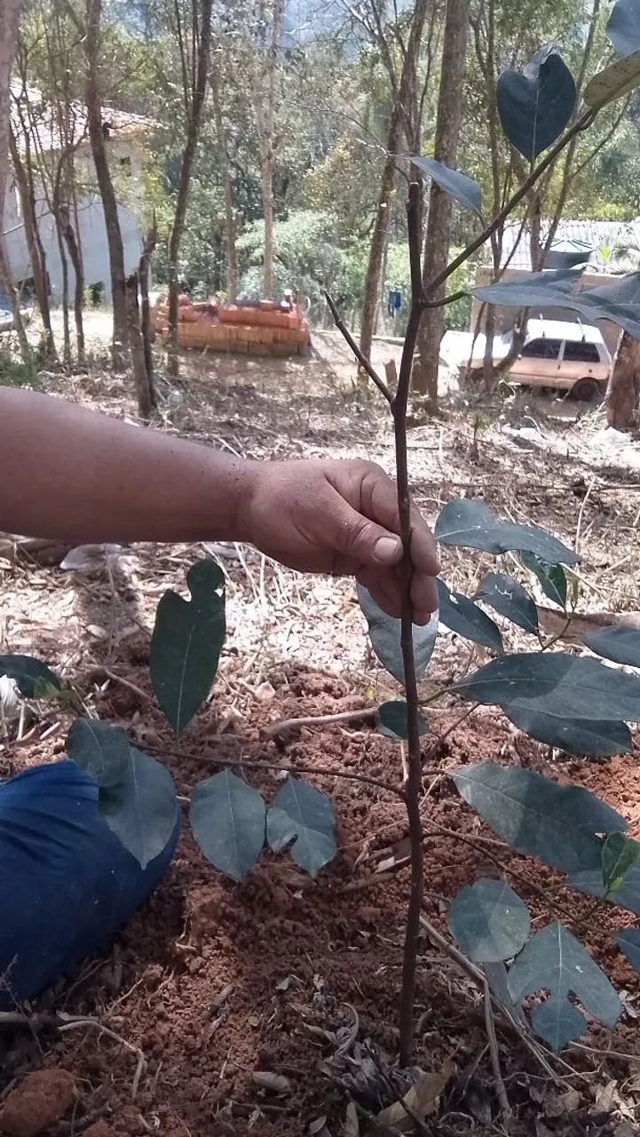 Foto - Osasco - Pestana