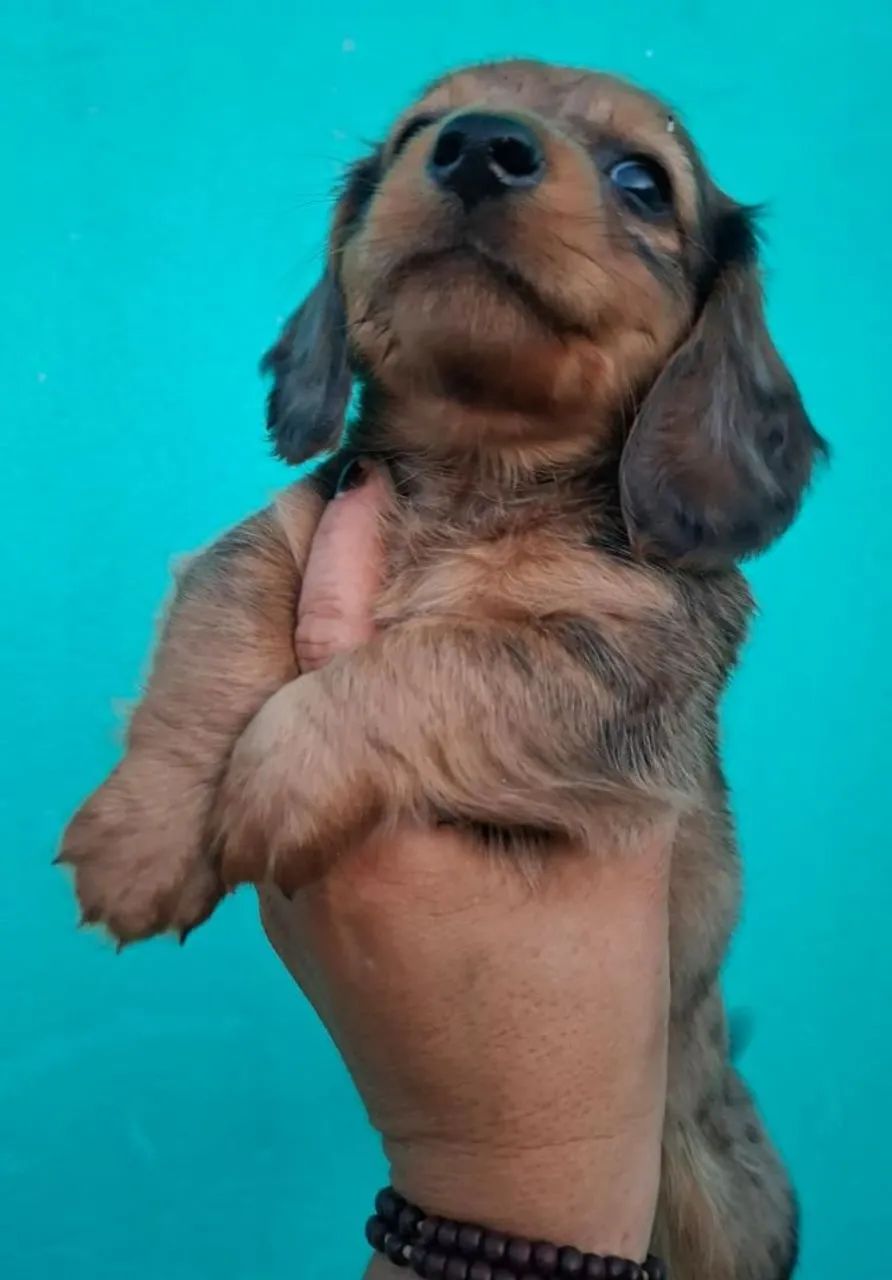 Macho Daschund (salsichinha)
