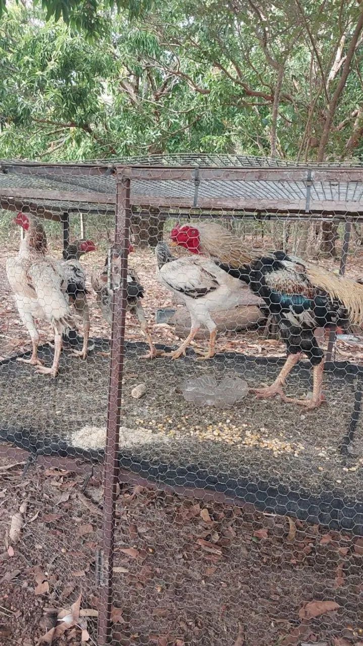 Chocadeira e Galinhas  - Foto 2