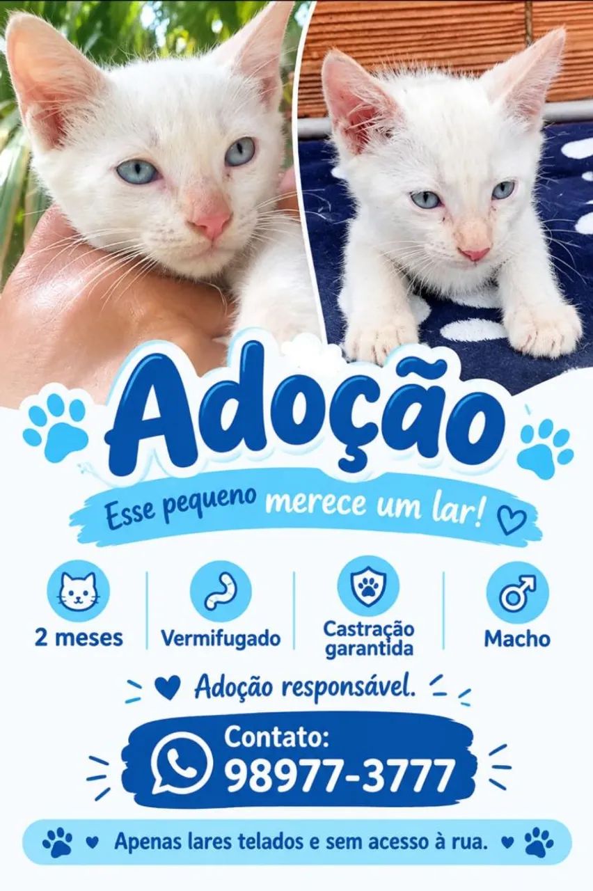 Adoção de gato 