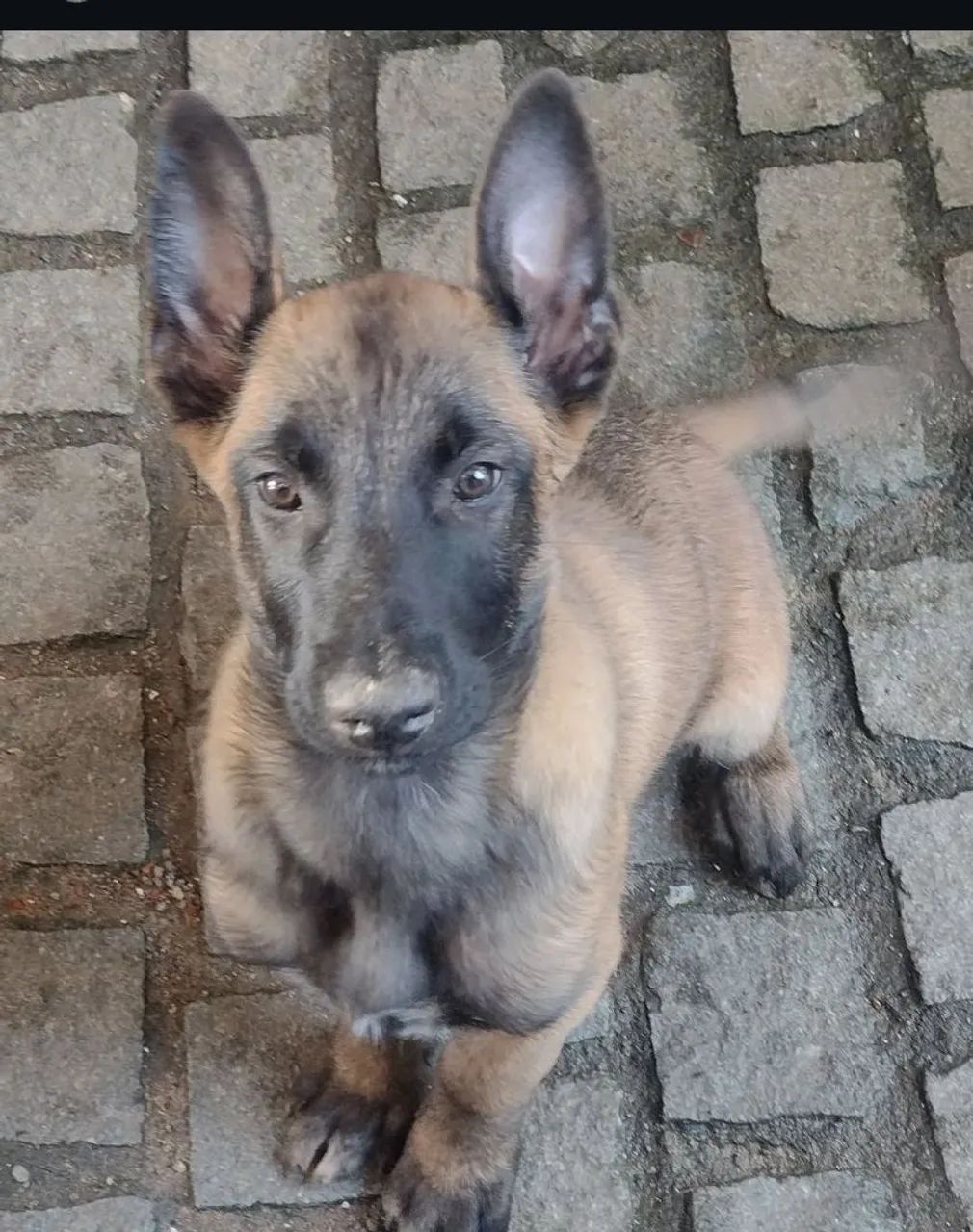 Filhotes de pastor belga malinois  - Foto 3