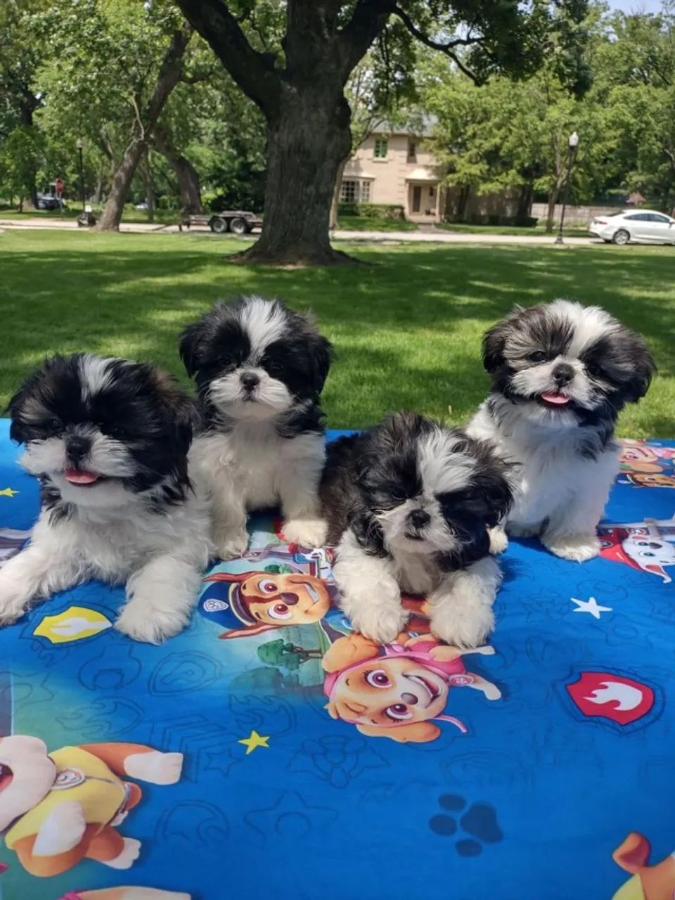 Shih tzu lindo e saudavel 