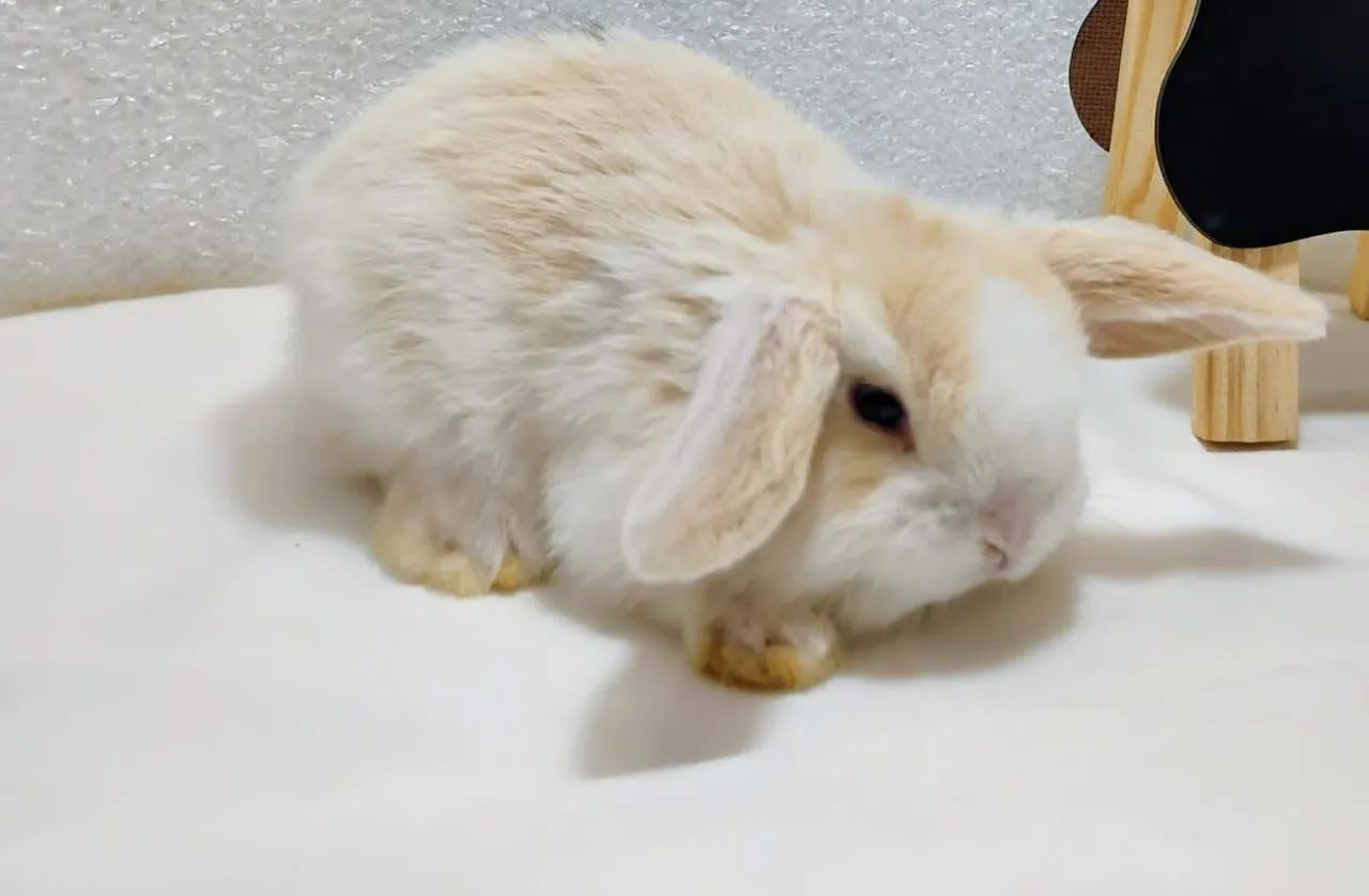 Mini Lop Mini Coelhos  - Foto 2