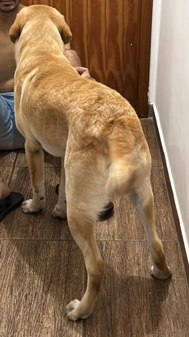 Doação de labrador - Foto 2