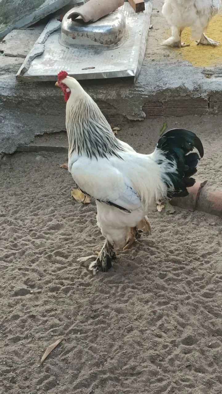 Galo brahma light