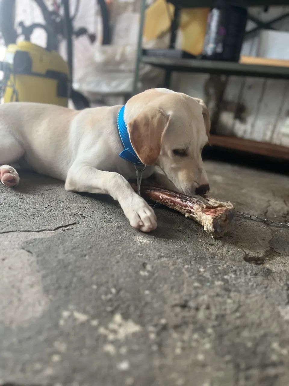 Cachorro - Foto 2