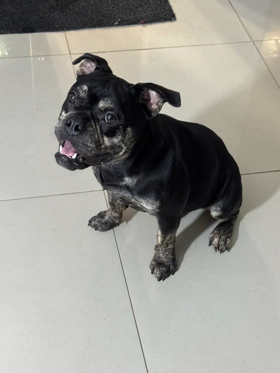 American bully micro - Foto 4