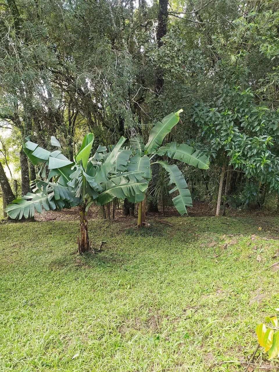 Vendo terreno sítio chácara  - Foto 2