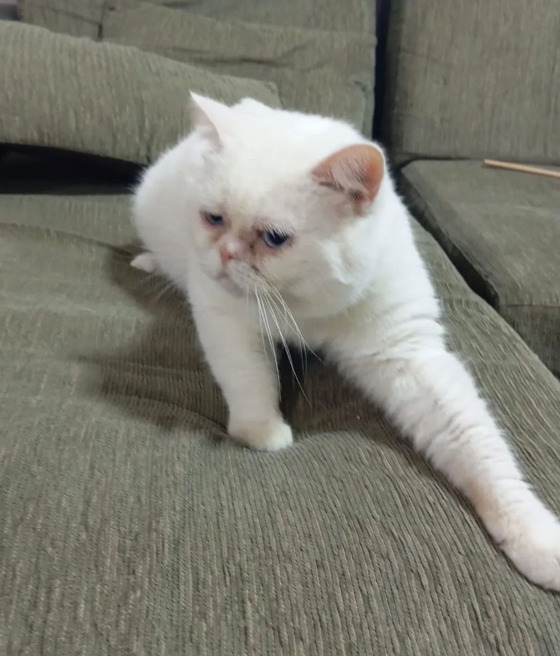 Persa Macho - Só Mil Reais - Foto 4