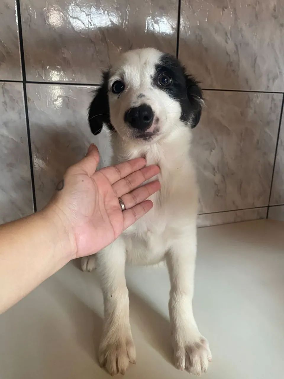 Vende-se boder collie - Foto 2