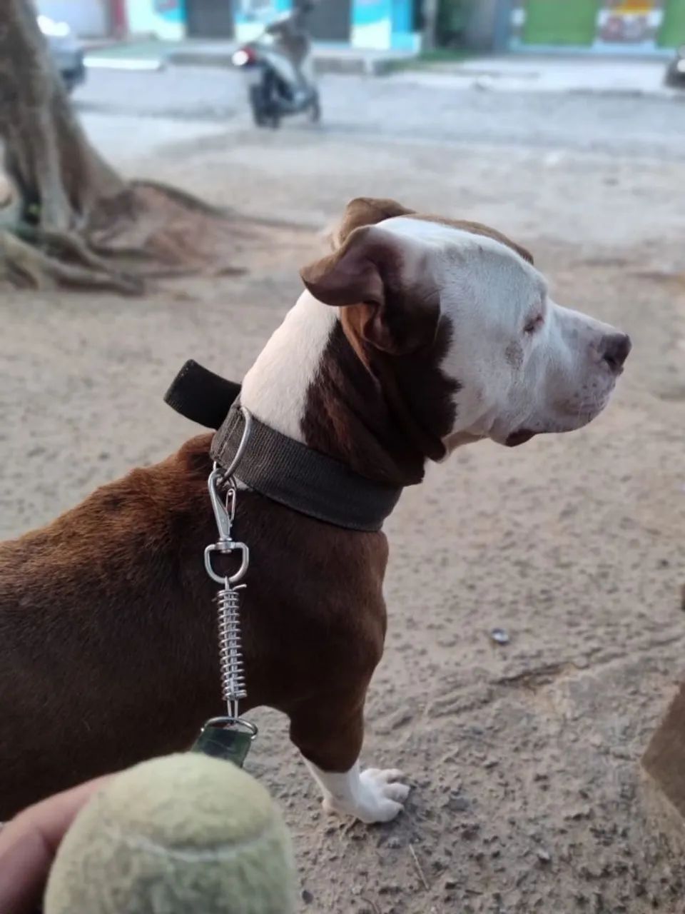Passeio com cães  - Foto 2