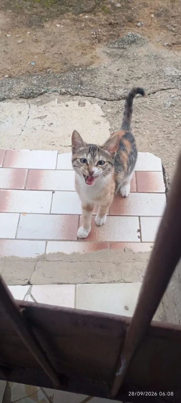 Adoção responsável , gata com aproximadamente 3 meses , raça tricolor  - Foto 3