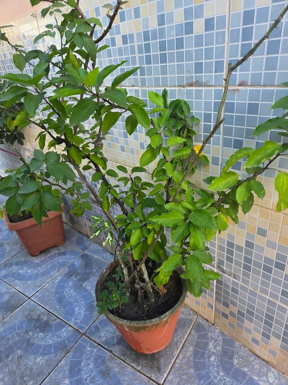Caqueiros e plantas variadas  - Foto 3