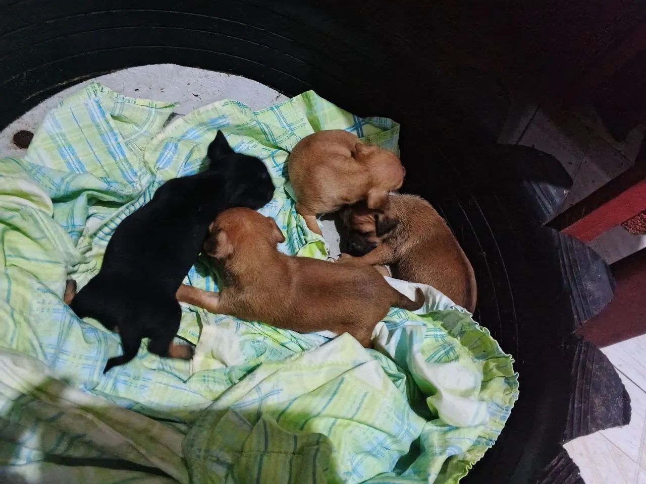 Pets  - Foto 5