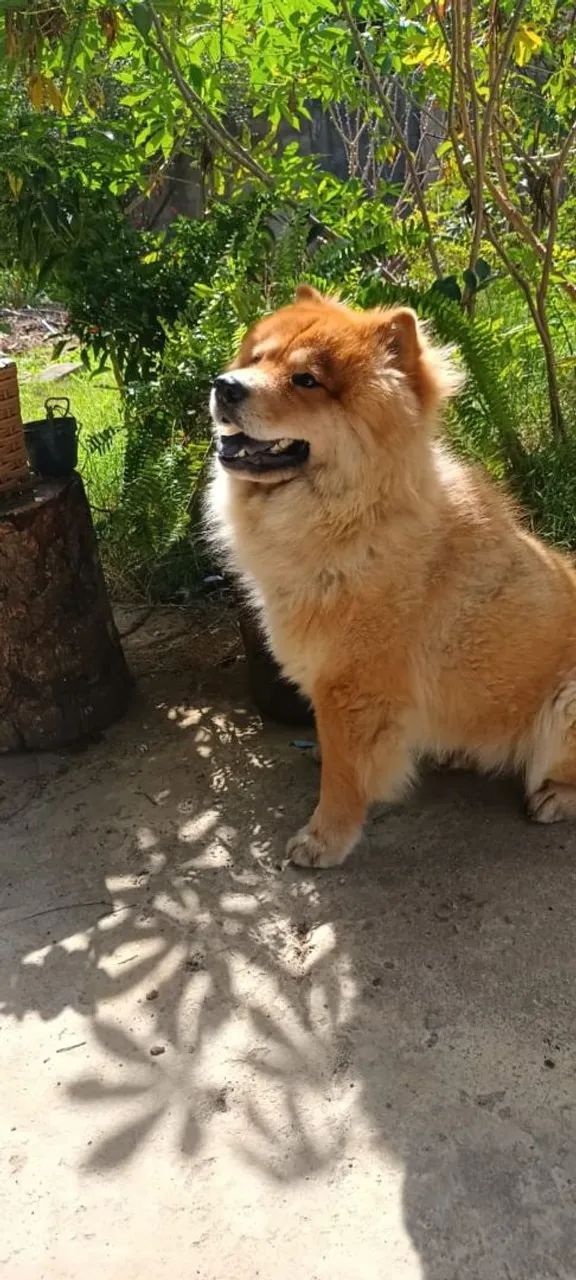 Doação do Chow chow  - Foto 4
