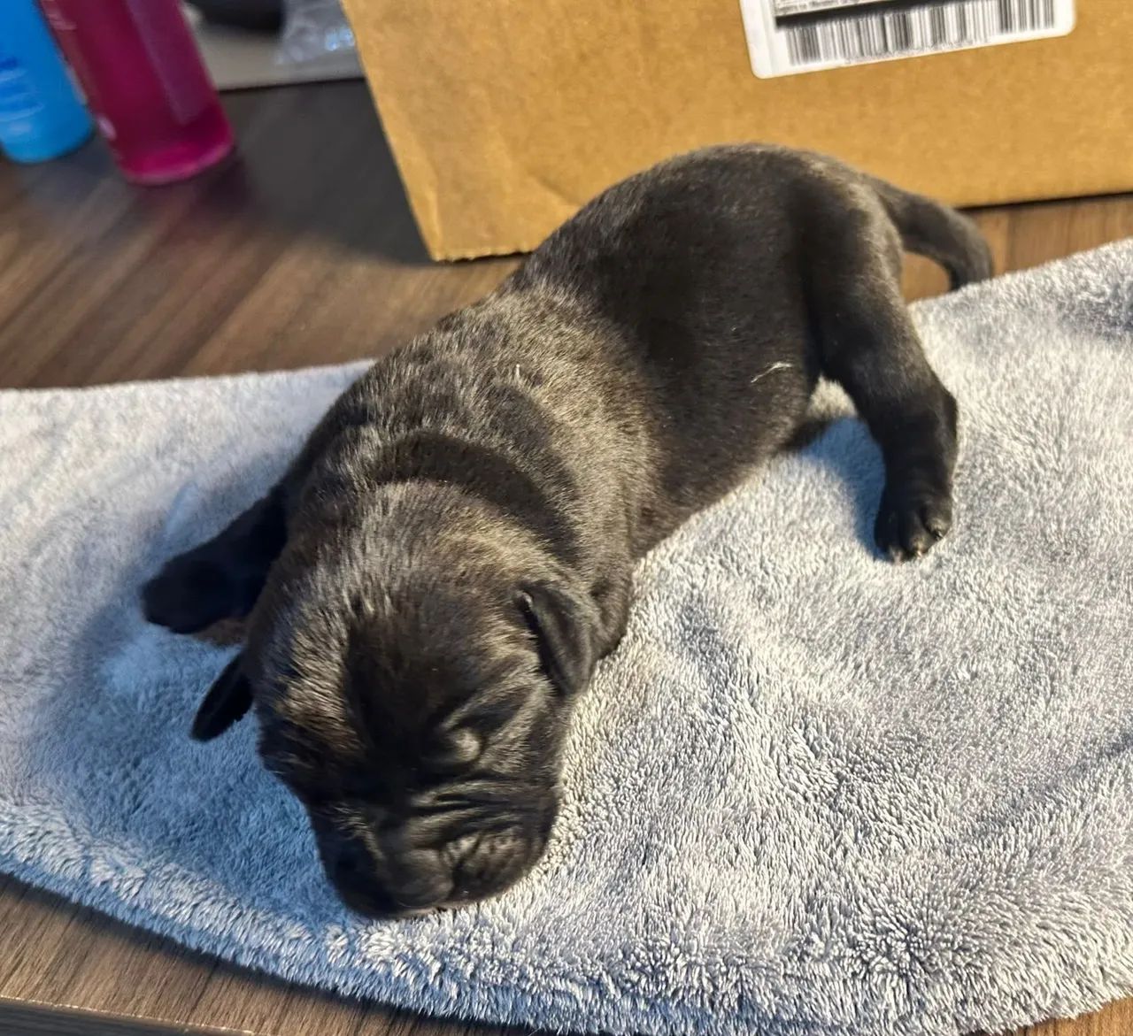 Filhote de cane corso  - Foto 4