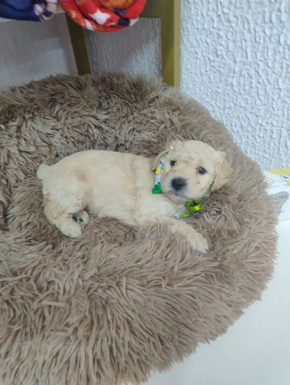 Poodle  - Foto 3