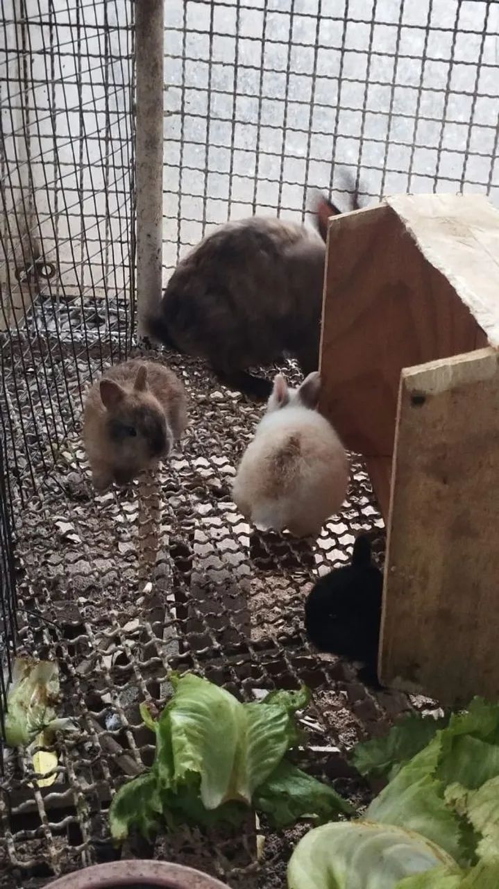 Coelho mini - Foto 2