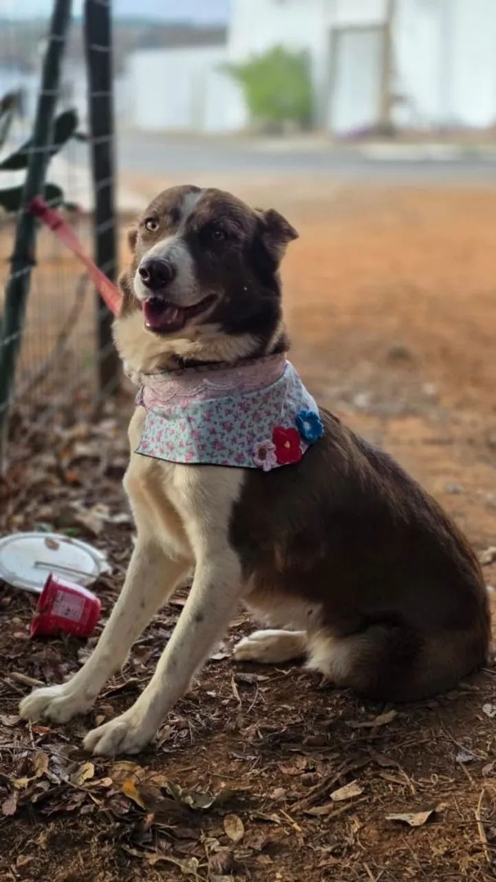 Border collie MACHO  - Foto 4