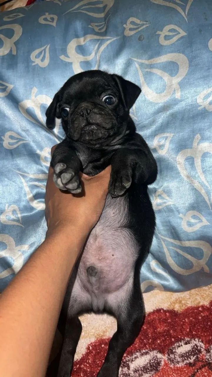 Cachorro pug macho 1.000 - Foto 3