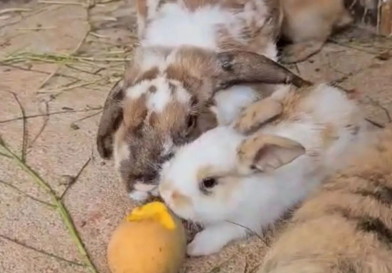 Coelho mini lop  - Foto 6