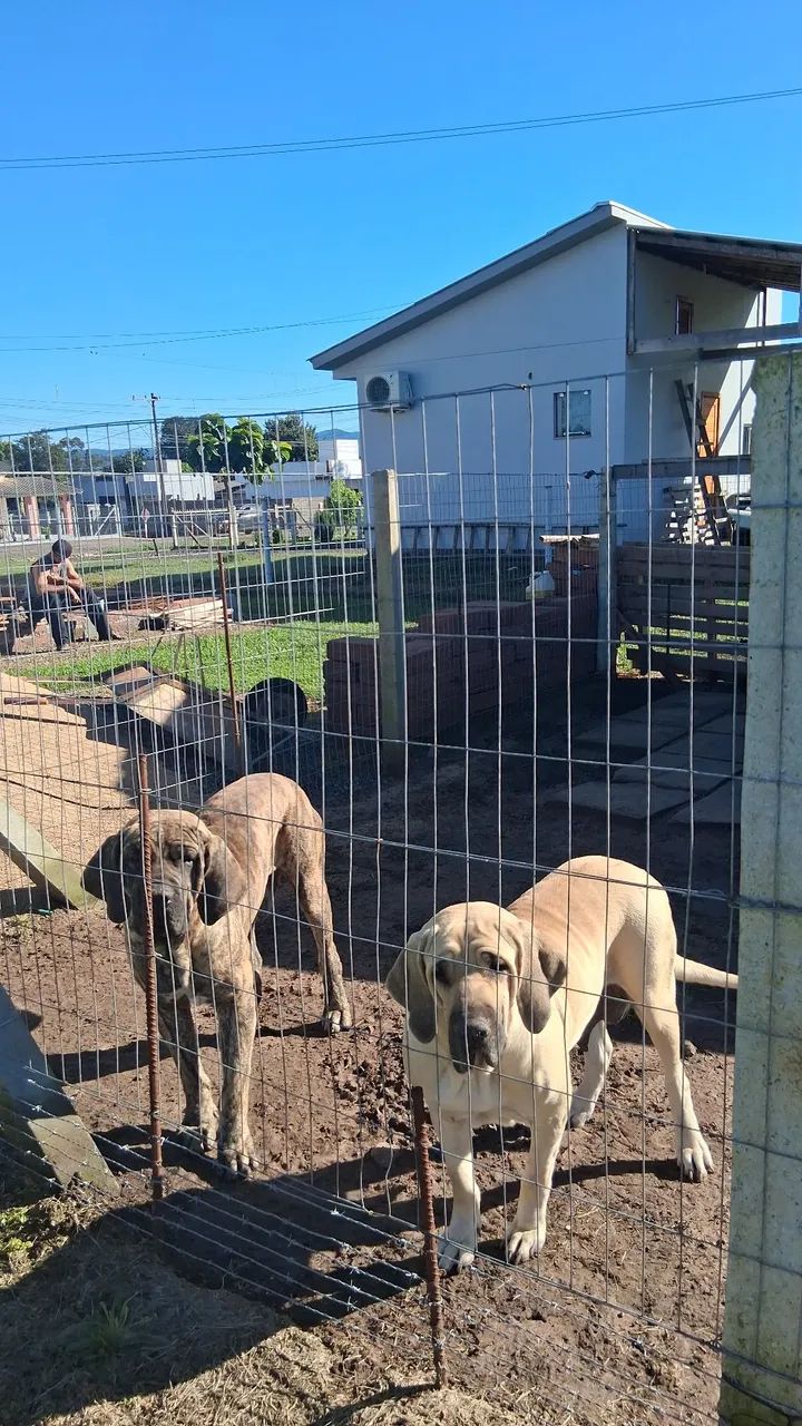 Vende-se Filhote de Fila Brasileiro  - Foto 3