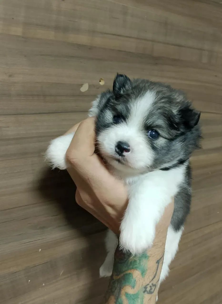 Spitz alemão anão  - Foto 3